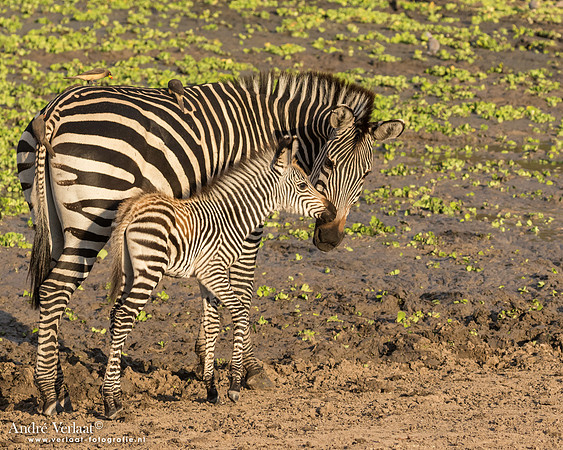 Zebra - South Luangwa NP