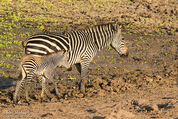 Zebra - South Luangwa NP