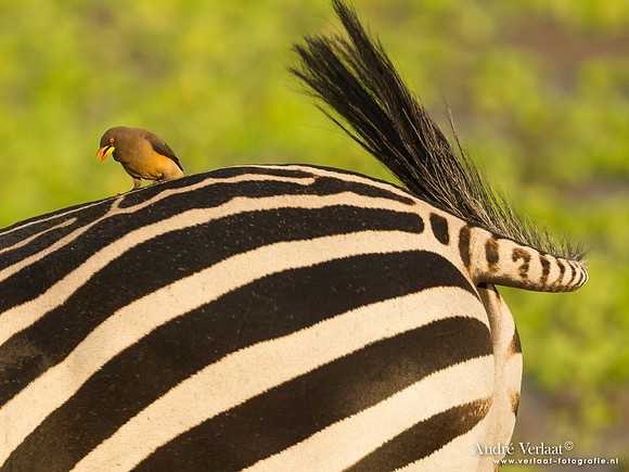 Geelsnavelossenpikker / Yellow-billed Oxpecker - South Luangwa NP