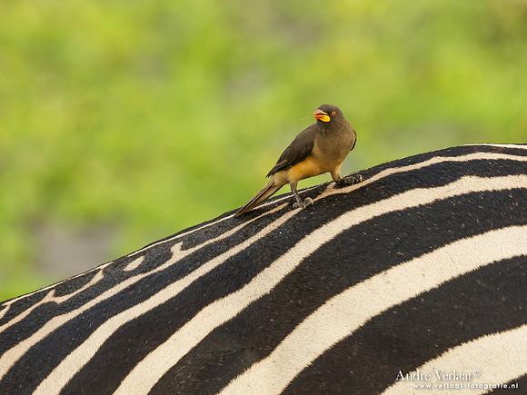 Geelsnavelossenpikker / Yellow-billed Oxpecker - South Luangwa NP