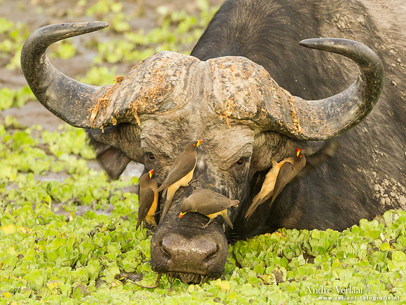 Geelsnavelossenpikker / Yellow-billed Oxpecker - South Luangwa NP