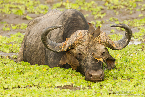 Geelsnavelossenpikker / Yellow-billed Oxpecker - South Luangwa NP