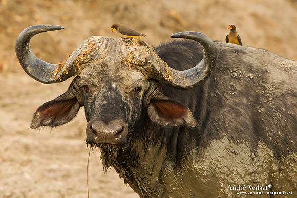 Kafferbuffel / African Buffalo - South Luangwa NP