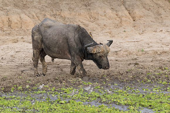 Kafferbuffel / African Buffalo - South Luangwa NP