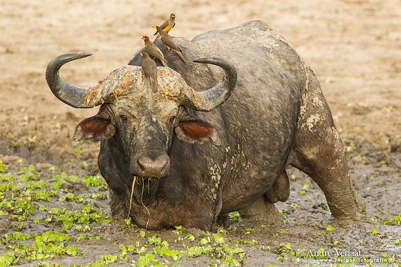 Kafferbuffel / African Buffalo - South Luangwa NP