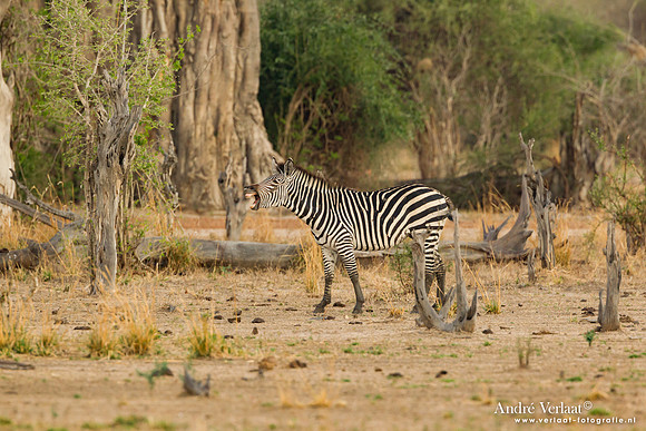 Zebra - South Luangwa NP