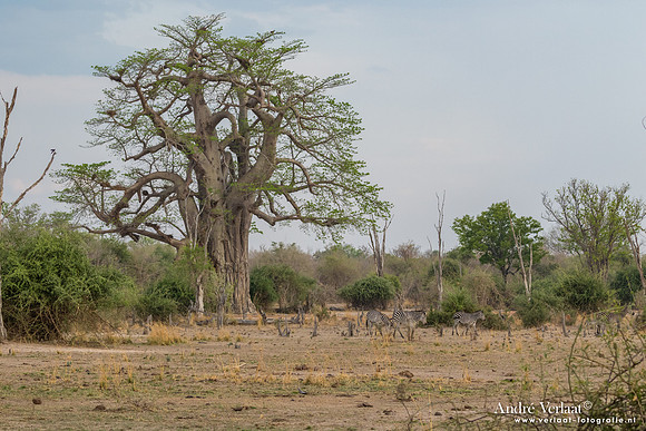 Zebra - South Luangwa NP
