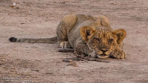 Leeuw / Lion - South Luangwa NP