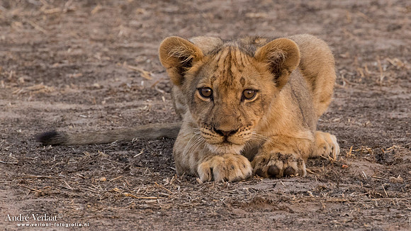 Leeuw / Lion - South Luangwa NP
