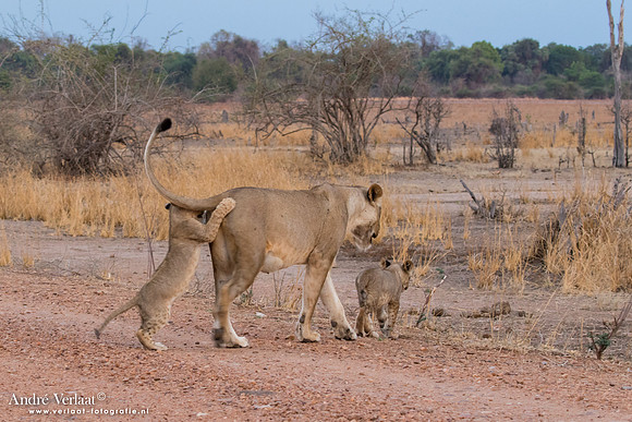 Leeuw / Lion - South Luangwa NP