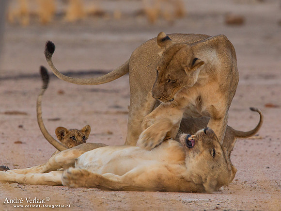 Leeuw / Lion - South Luangwa NP