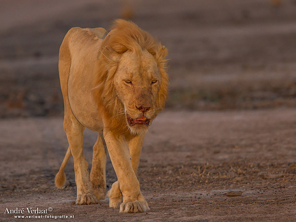 Leeuw / Lion - South Luangwa NP