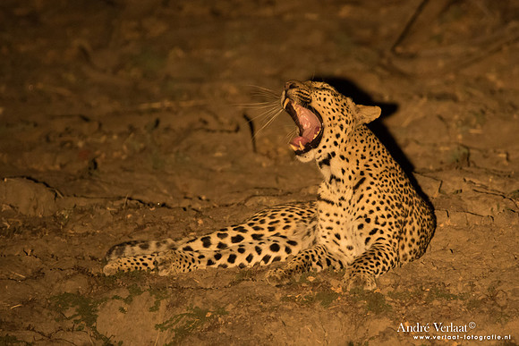 Luipaard / Leopard - South Luangwa NP
