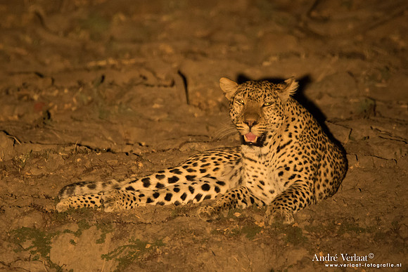 Luipaard / Leopard - South Luangwa NP