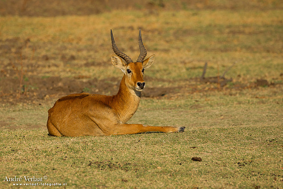 Puku - South Luangwa NP