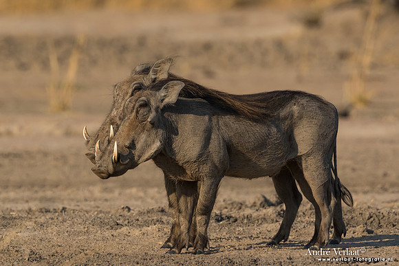 Knobbelzwijn / Warthog - South Luangwa NP