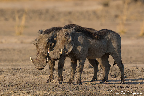 Knobbelzwijn / Warthog - South Luangwa NP