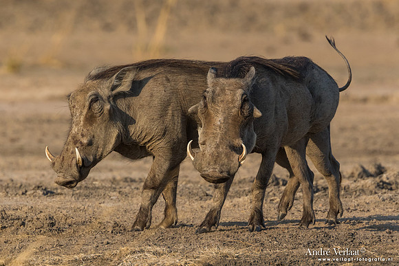 Knobbelzwijn / Warthog - South Luangwa NP