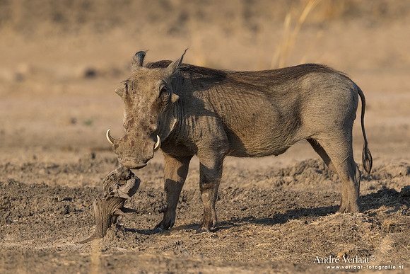 Knobbelzwijn / Warthog - South Luangwa NP