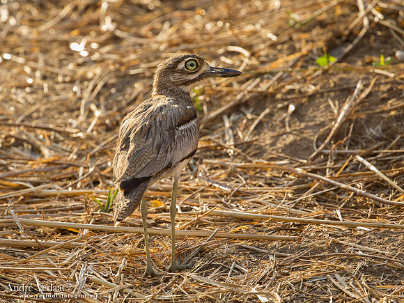 Watergriel / Water Thick-knee - South Luangwa NP