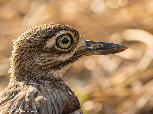 Watergriel / Water Thick-knee - South Luangwa NP
