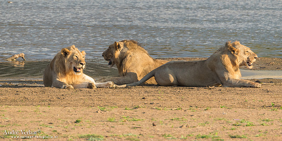 Leeuw / Lion - South Luangwa NP