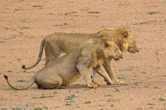 Leeuw / Lion - South Luangwa NP