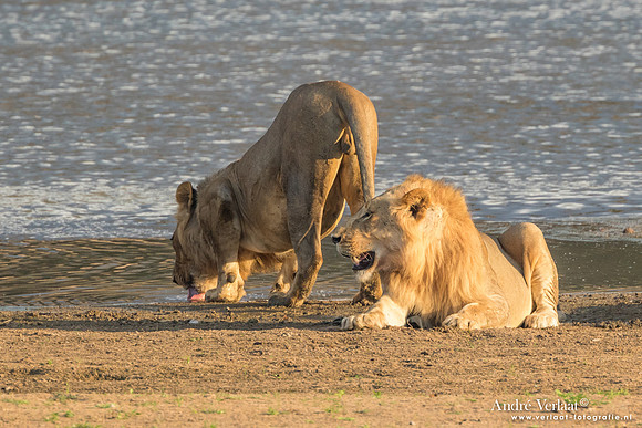 Leeuw / Lion - South Luangwa NP