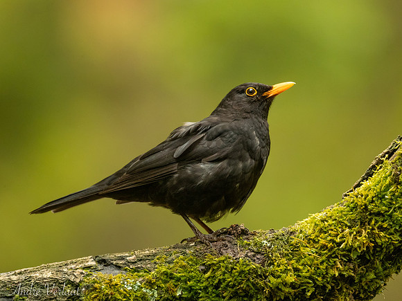 Merel / Blackbird - Maasduinen
