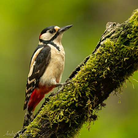 Grote Bonte Specht / Great Spotted Woodpecker - Maasduinen