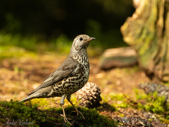 Grote Lijster / Mistle Thrush - Maasduinen