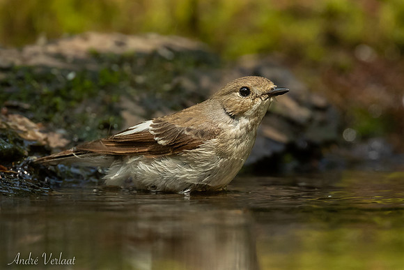 Bonte Vliegenvanger / Pied Flycatcher - Maasduinen