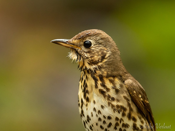 Zanglijster / Song Thrush - Maasduinen