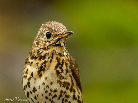 Zanglijster / Song Thrush - Maasduinen