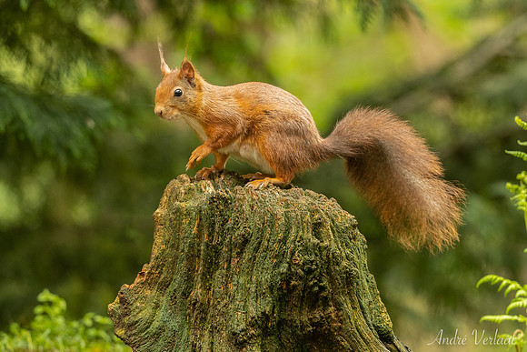Eekhoorn / Red Squirrel - Maasduinen