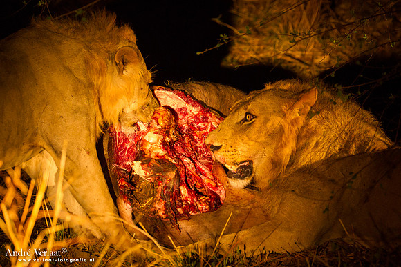 Leeuw / Lion - South Luangwa NP