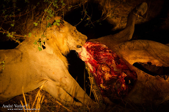 Leeuw / Lion - South Luangwa NP