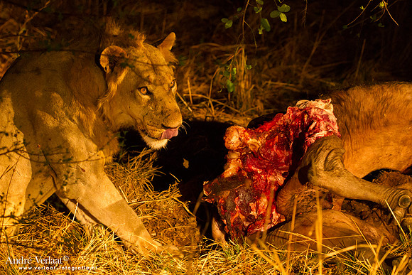 Leeuw / Lion - South Luangwa NP