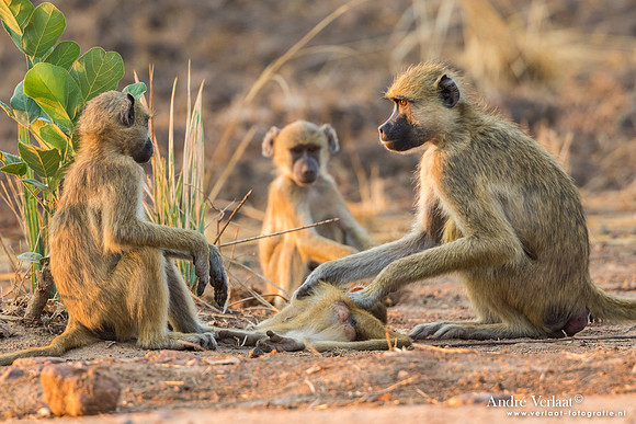 Baviaan / Baboon - South Luangwa NP