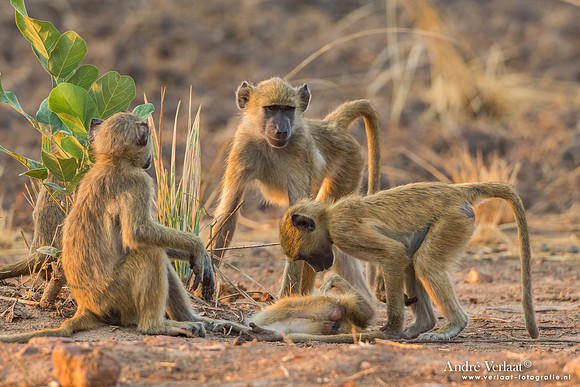 Baviaan / Baboon - South Luangwa NP