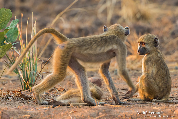Baviaan / Baboon - South Luangwa NP