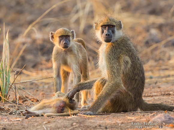 Baviaan / Baboon - South Luangwa NP