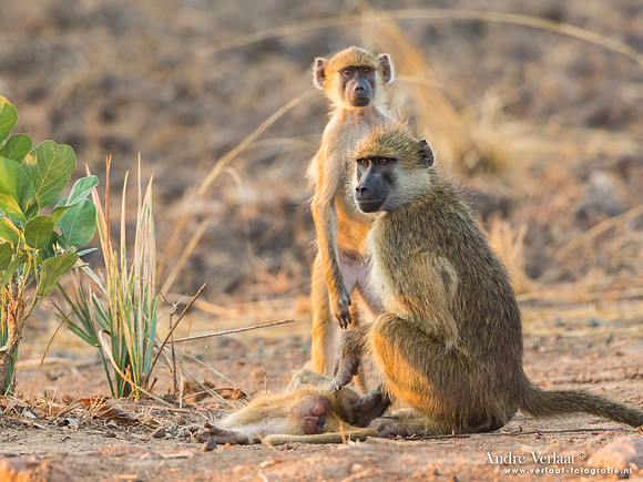 Baviaan / Baboon - South Luangwa NP