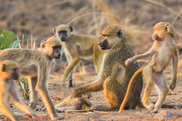Baviaan / Baboon - South Luangwa NP