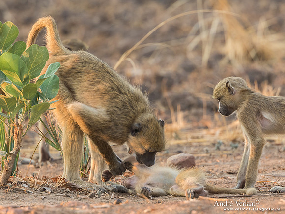 Baviaan / Baboon - South Luangwa NP