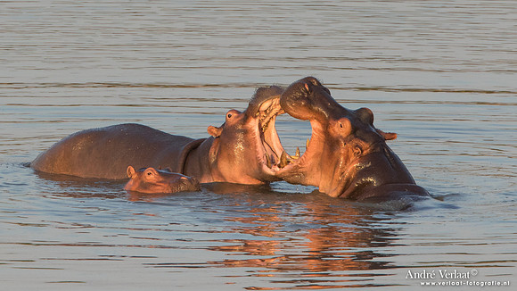 Nijlpaard / Hippo- South Luangwa NP