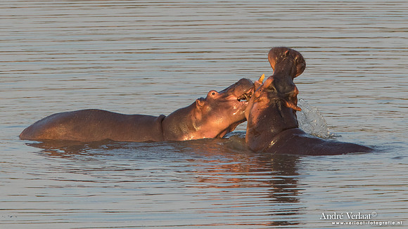 Nijlpaard / Hippo- South Luangwa NP