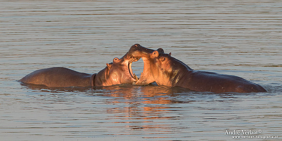Nijlpaard / Hippo- South Luangwa NP