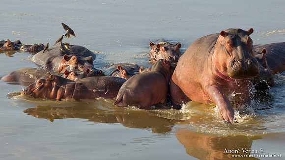 Nijlpaard / Hippo- South Luangwa NP