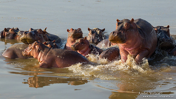 Nijlpaard / Hippo- South Luangwa NP